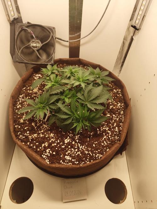 Pineapple Chunk ~ Barney's Farm. Week 8 - Day 50