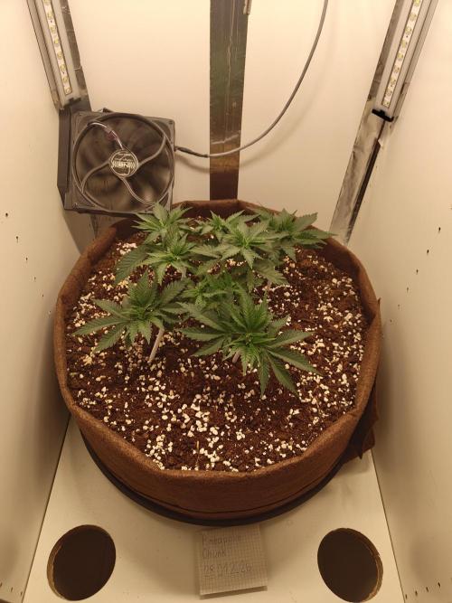 Pineapple Chunk ~ Barney's Farm. Week 8 - Day 51