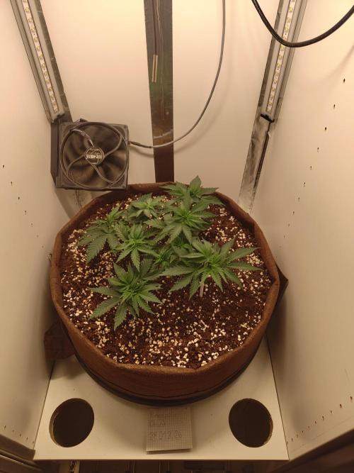 Pineapple Chunk ~ Barney's Farm. Week 8 - Day 52