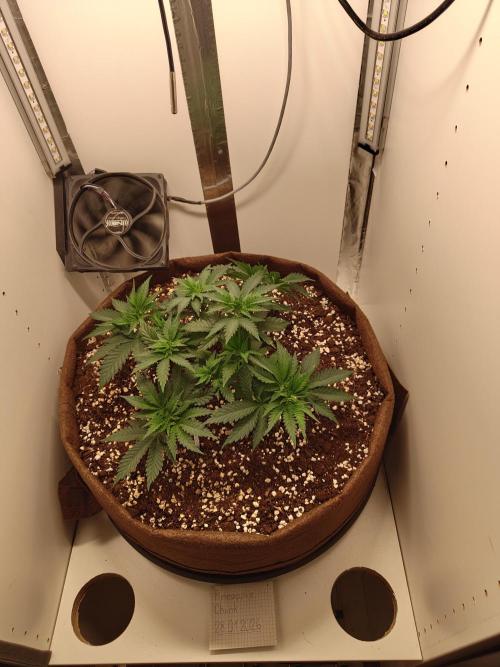 Pineapple Chunk ~ Barney's Farm. Week 8 - Day 53