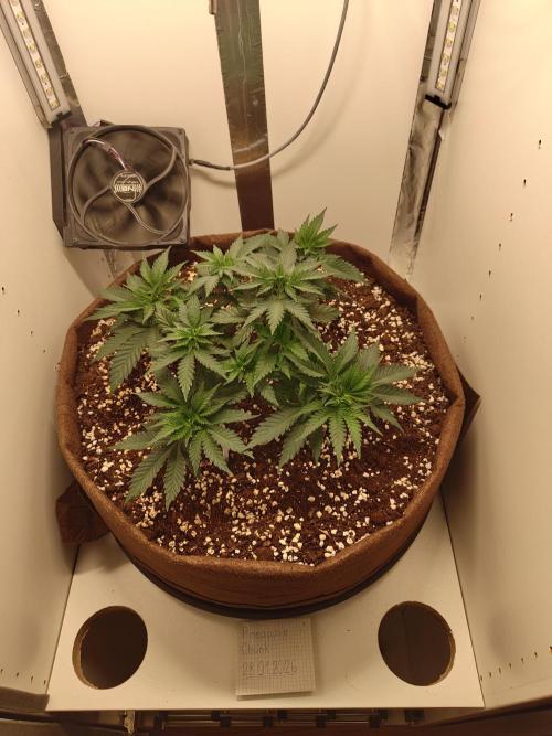 Pineapple Chunk ~ Barney's Farm. Week 8 - Day 54