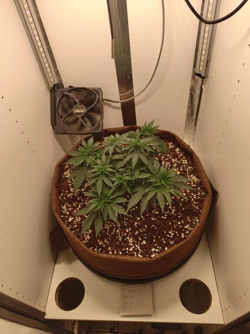 Pineapple Chunk ~ Barney's Farm. Week 8 - Day 55