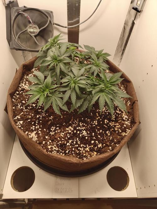 Pineapple Chunk ~ Barney's Farm. Week 9 - Day 56