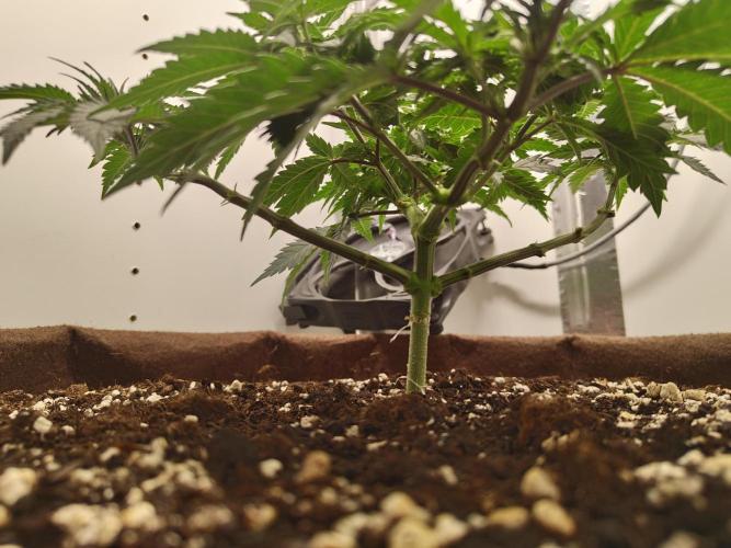 Pineapple Chunk ~ Barney's Farm. Week 9 - Day 56