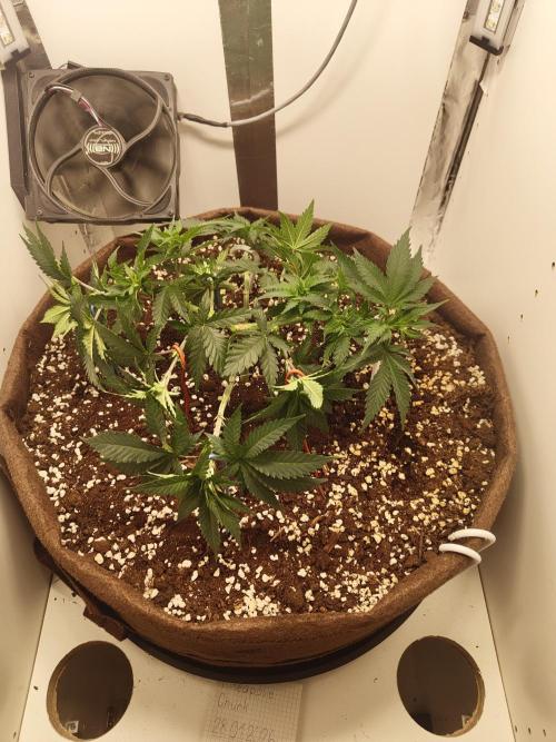 Pineapple Chunk ~ Barney's Farm. Week 9 - Day 57