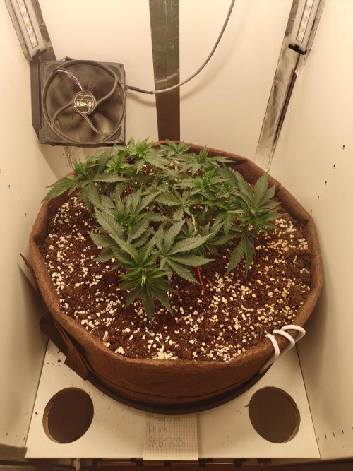 Pineapple Chunk ~ Barney's Farm. Week 9 - Day 58