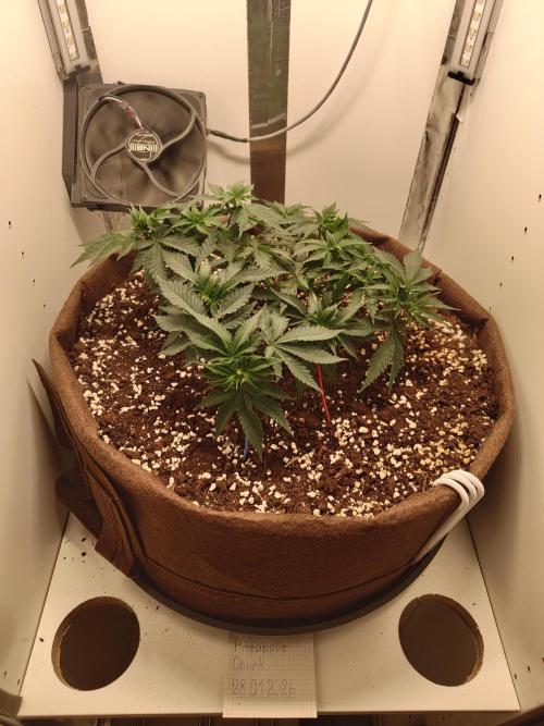 Pineapple Chunk ~ Barney's Farm. Week 9 - Day 59