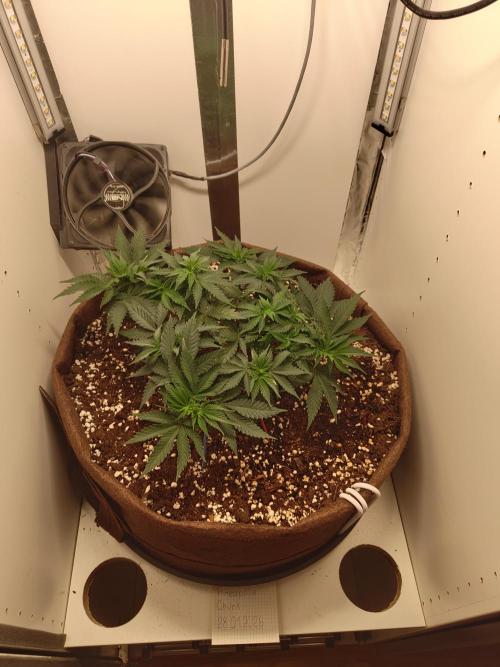 Pineapple Chunk ~ Barney's Farm. Week 9 - Day 60