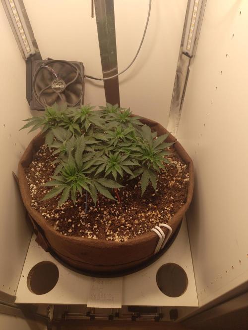 Pineapple Chunk ~ Barney's Farm. Week 9 - Day 61