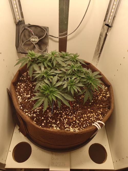 Pineapple Chunk ~ Barney's Farm. Week 9 - Day 62