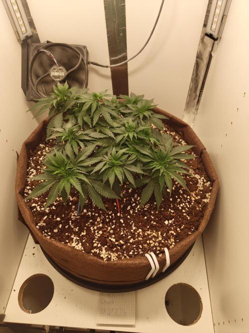Pineapple Chunk ~ Barney's Farm. Week 10 - Day 63