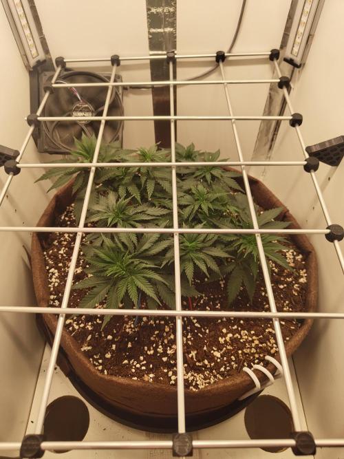 Pineapple Chunk ~ Barney's Farm. Week 10 - Day 64