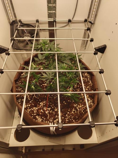Pineapple Chunk ~ Barney's Farm. Week 10 - Day 65