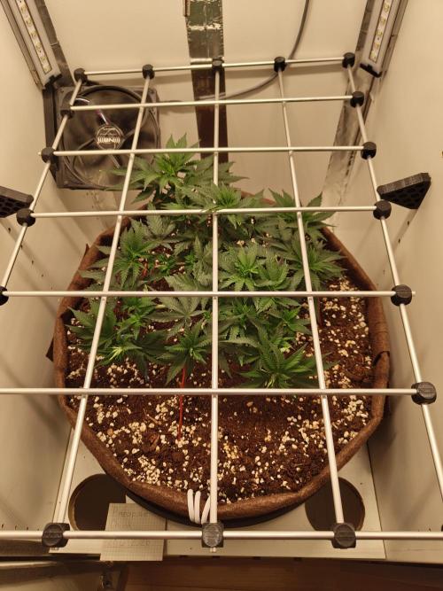Pineapple Chunk ~ Barney's Farm. Week 10 - Day 66