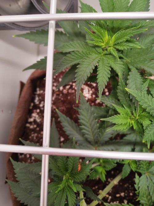 Pineapple Chunk ~ Barney's Farm. Week 10 - Day 66
Note: white tips