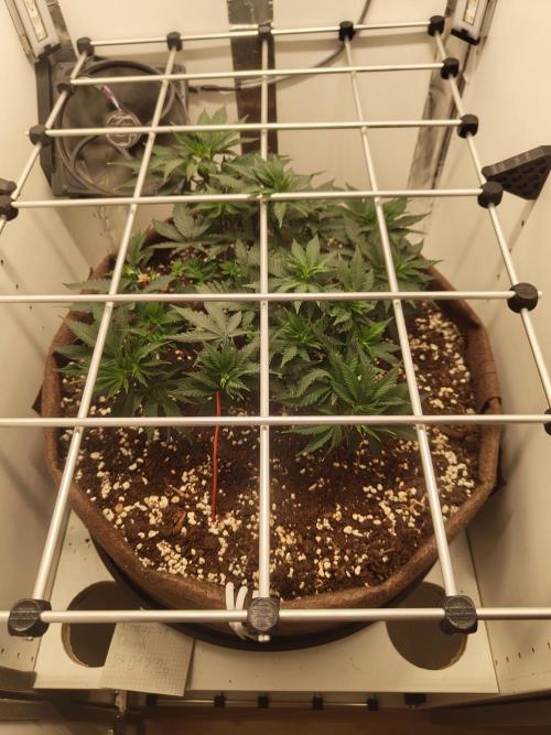 Pineapple Chunk ~ Barney's Farm. Week 10 - Day 67