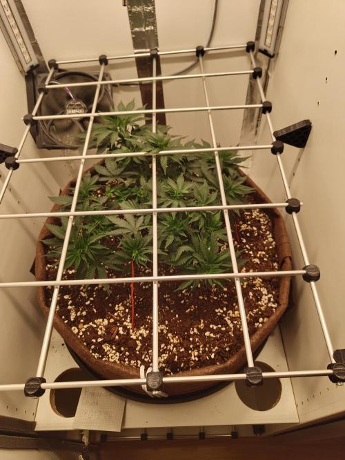Pineapple Chunk ~ Barney's Farm. Week 10 - Day 68