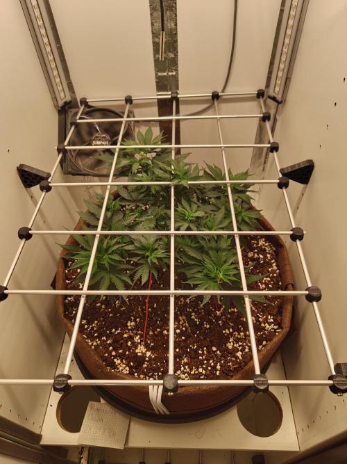 Pineapple Chunk ~ Barney's Farm. Week 10 - Day 69