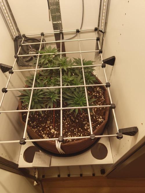Pineapple Chunk ~ Barney's Farm. Week 11 - Day 70