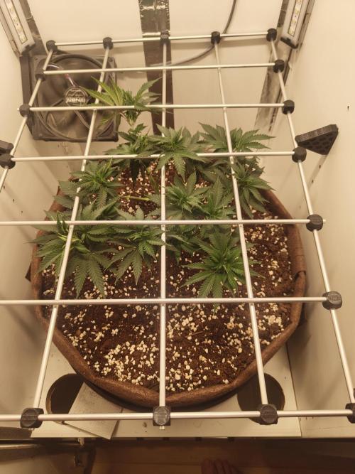 Pineapple Chunk ~ Barney's Farm. Week 11 - Day 71