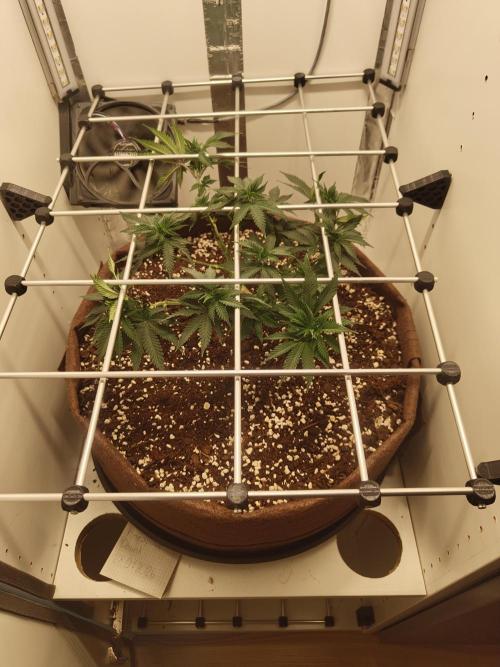 Pineapple Chunk ~ Barney's Farm. Week 11 - Day 72