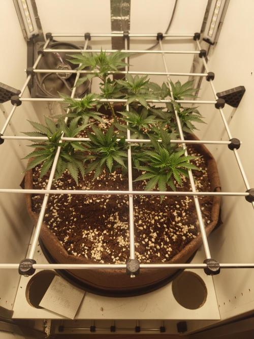 Pineapple Chunk ~ Barney's Farm. Week 11 - Day 73