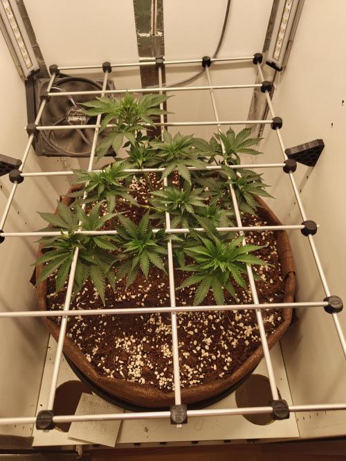 Pineapple Chunk ~ Barney's Farm. Week 11 - Day 74