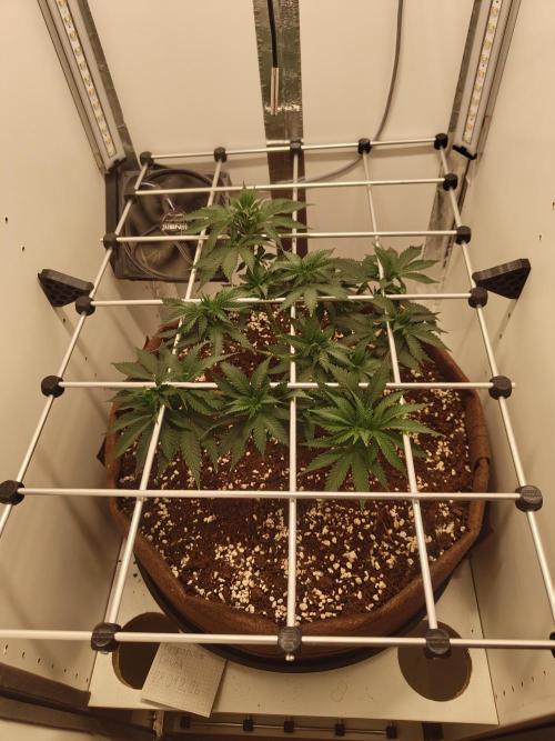 Pineapple Chunk ~ Barney's Farm. Week 11 - Day 75