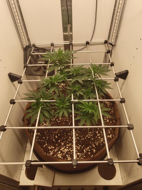 Pineapple Chunk ~ Barney's Farm. Week 11 - Day 76