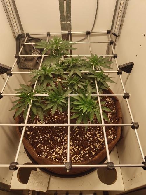 Pineapple Chunk ~ Barney's Farm. Week 12 - Day 77