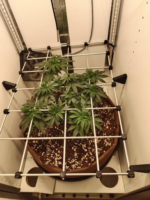 Pineapple Chunk ~ Barney's Farm. Week 12 - Day 79