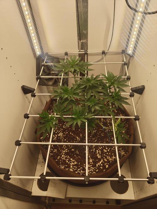 Pineapple Chunk ~ Barney's Farm. Week 12 - Day 80