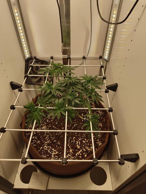 Pineapple Chunk ~ Barney's Farm. Week 12 - Day 81