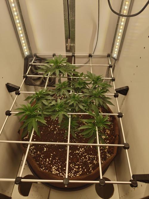Pineapple Chunk ~ Barney's Farm. Week 12 - Day 83