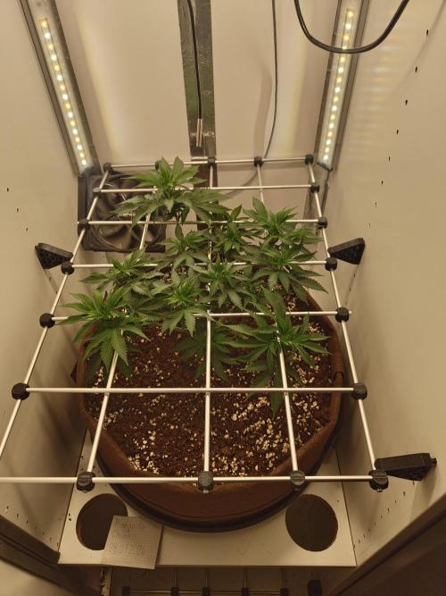 Pineapple Chunk ~ Barney's Farm. Week 13 - Day 84