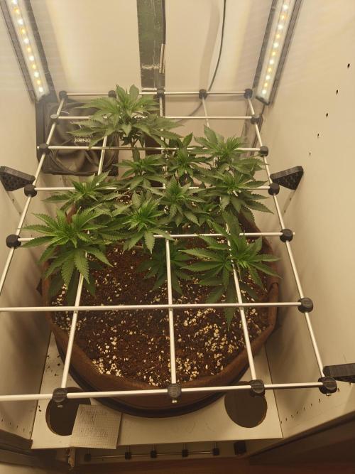 Pineapple Chunk ~ Barney's Farm. Week 13 - Day 85