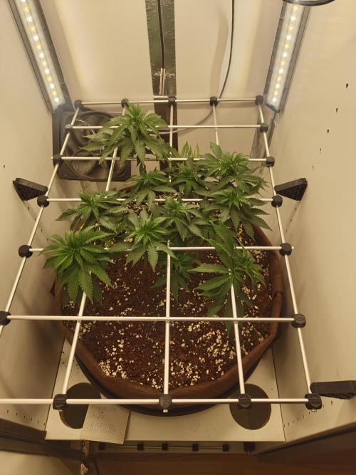 Pineapple Chunk ~ Barney's Farm. Week 13 - Day 86