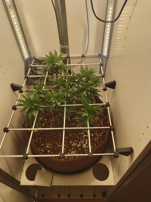 Pineapple Chunk ~ Barney's Farm. Week 13 - Day 87