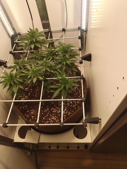 Pineapple Chunk ~ Barney's Farm. Week 13 - Day 89