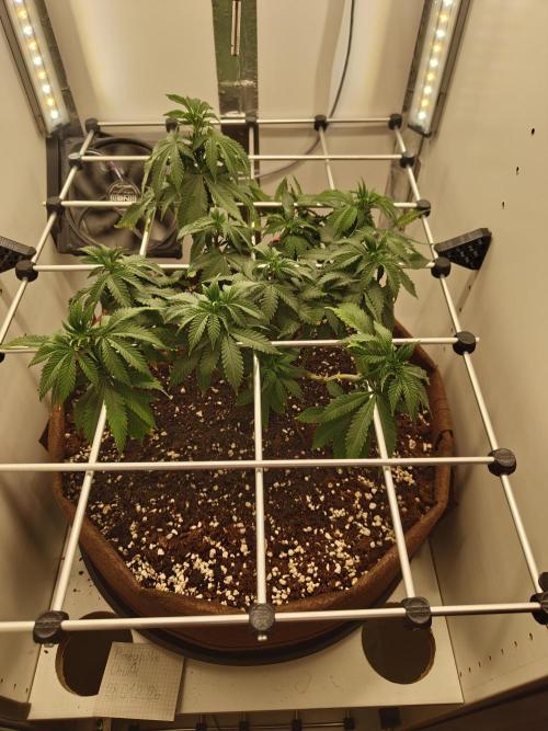 Pineapple Chunk ~ Barney's Farm. Week 13 - Day 91