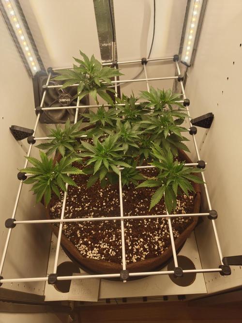 Pineapple Chunk ~ Barney's Farm. Week 14 - Day 92