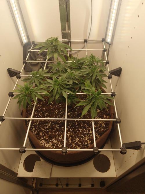 Pineapple Chunk ~ Barney's Farm. Week 14 - Day 93