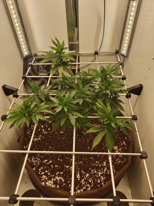 Pineapple Chunk ~ Barney's Farm. Week 14 - Day 94