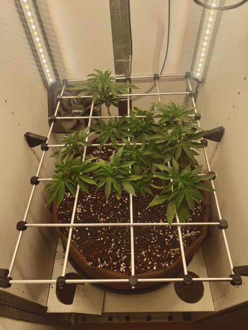 Pineapple Chunk ~ Barney's Farm. Week 14 - Day 95