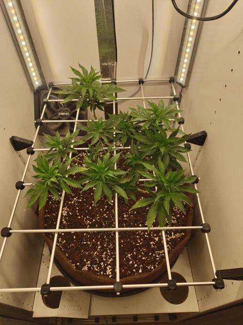 Pineapple Chunk ~ Barney's Farm. Week 14 - Day 96