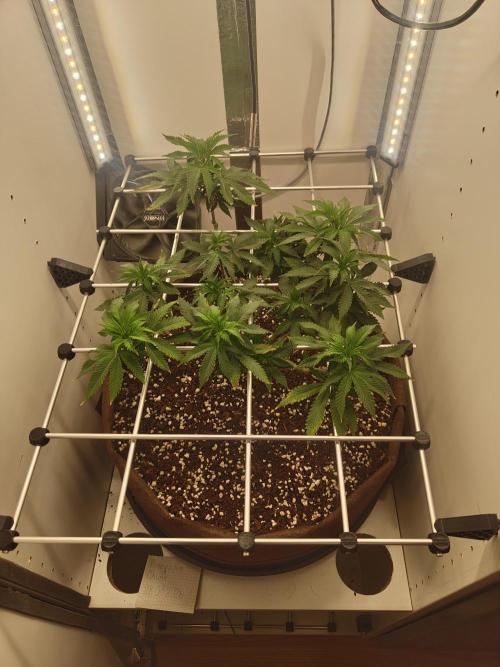 Pineapple Chunk ~ Barney's Farm. Week 14 - Day 97