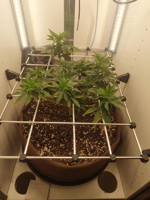 Pineapple Chunk ~ Barney's Farm. Week 14 - Day 98