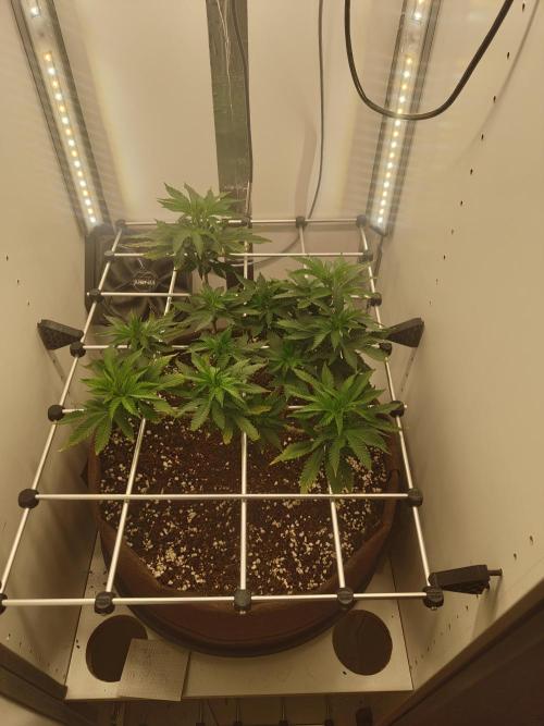 Pineapple Chunk ~ Barney's Farm. Week 15 - Day 99
First day of 12/12