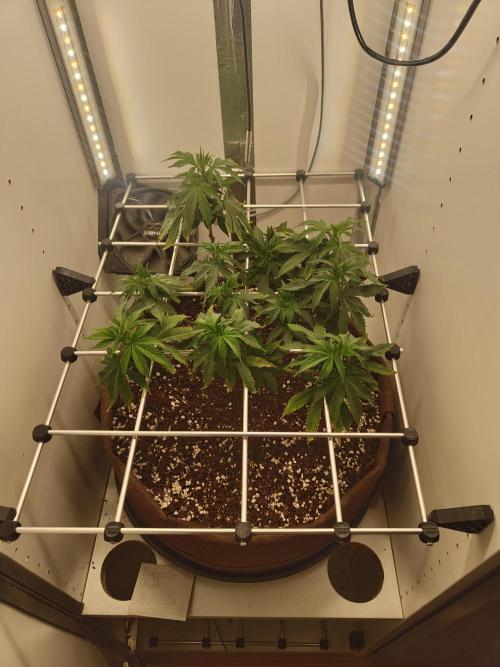 Pineapple Chunk ~ Barney's Farm. Week 15 - Day 100