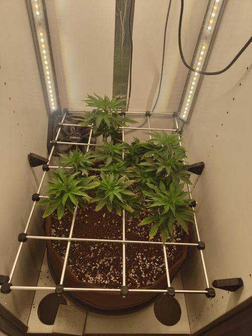 Pineapple Chunk ~ Barney's Farm. Week 15 - Day 101